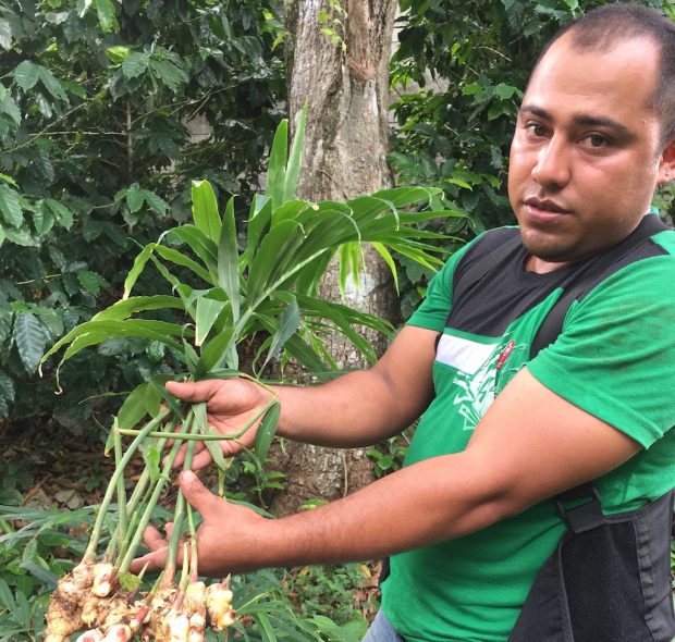 Ginger and turmeric, which can be intercropped with coffee, are proving more profitable than coffee at the ??? cooperative in Nicaragua. Photo courtesy of Catholic Relief Services. 