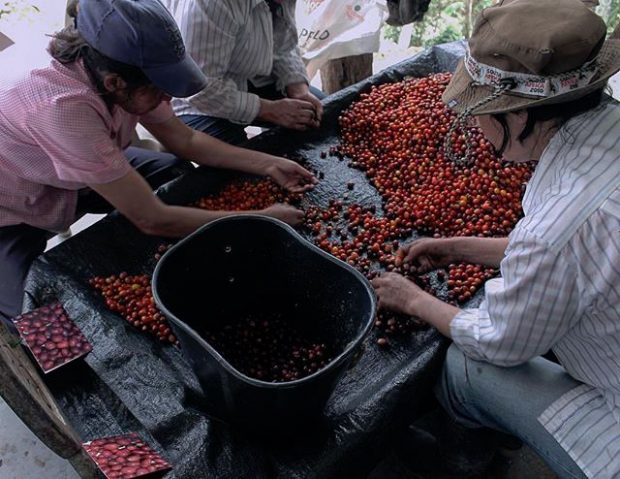 sorting ripe coffee cherries