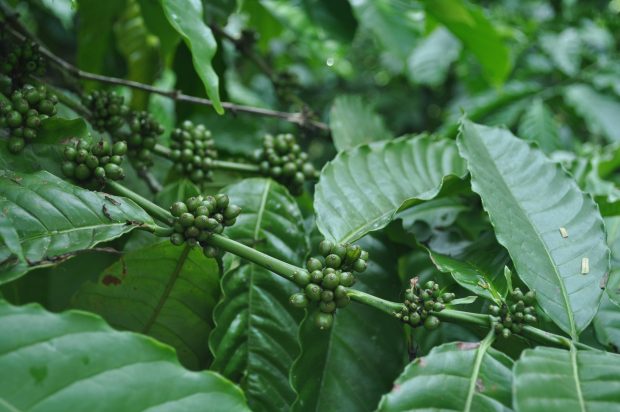 coffe plant