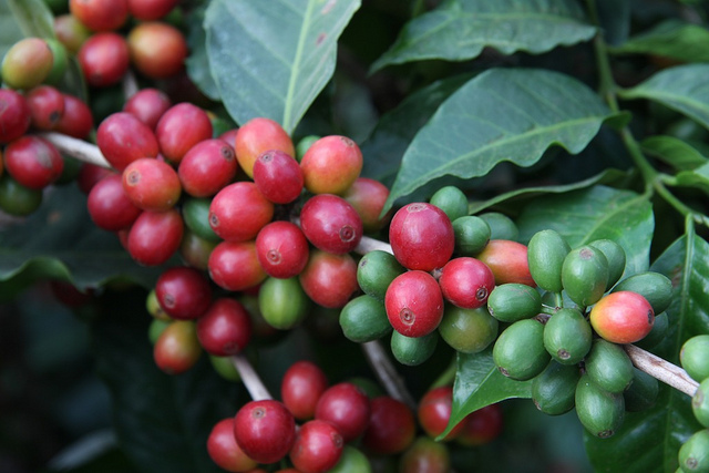 Study Finds Living Wage Gap for Workers in World's Biggest Coffee ...