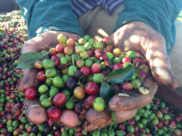 coffee farm worker