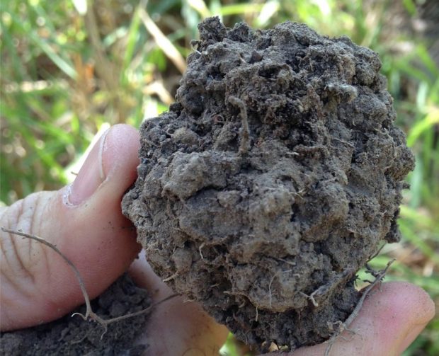 Healthy soil filled with organic matter. Photo by Paul Hicks/CRS