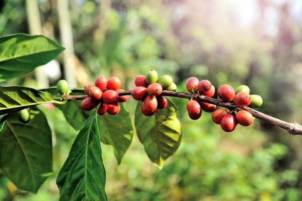 coffee-tree