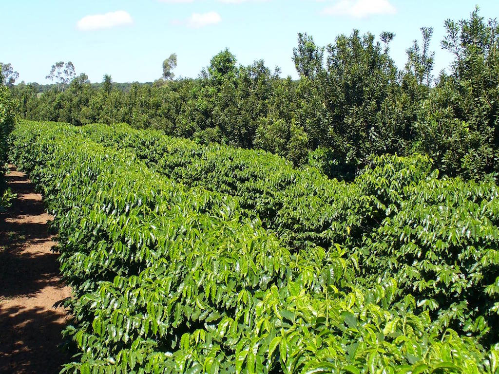 Brazilian Researchers Find Intercropping 'Perfect Marriage' with ...