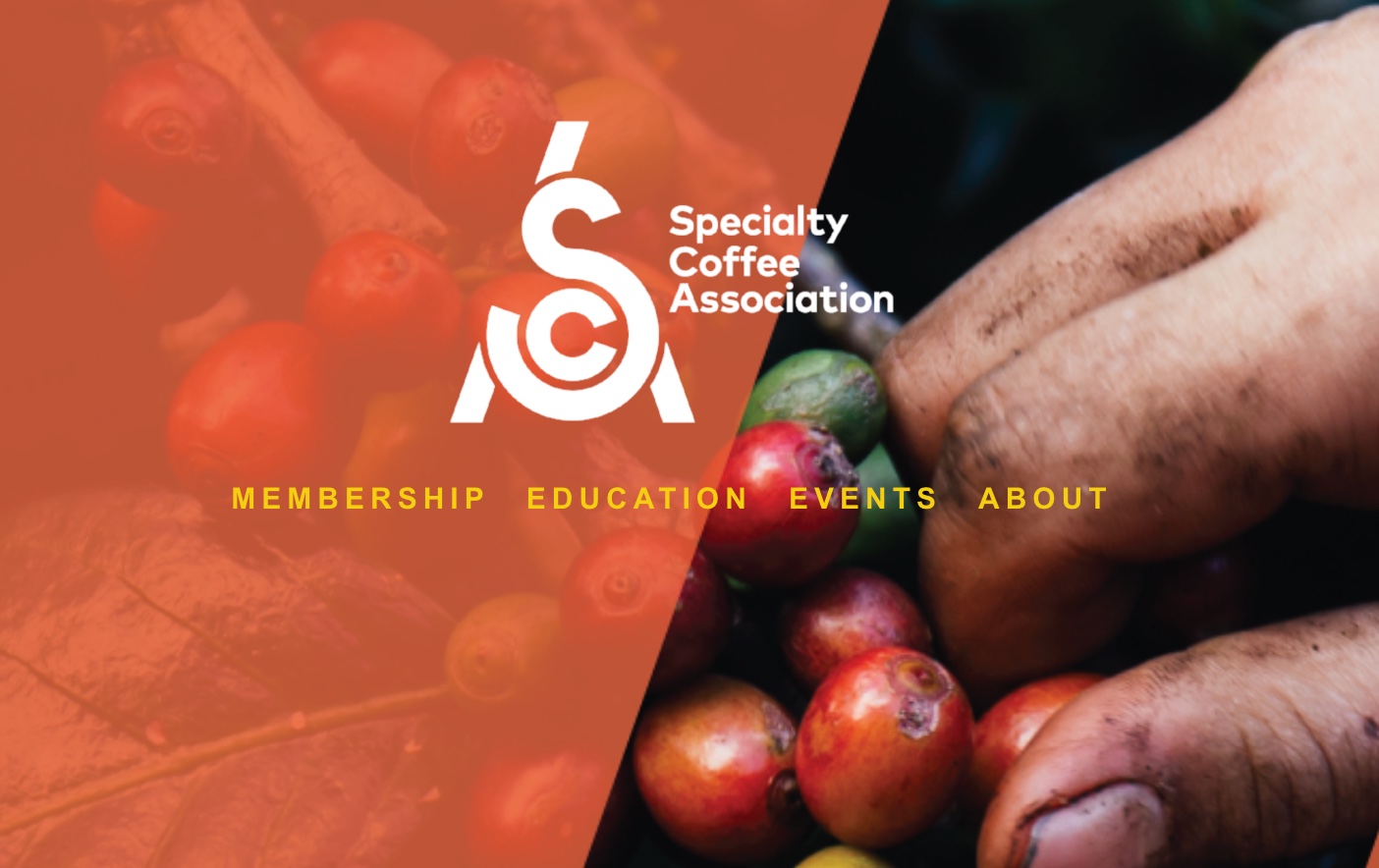 Specialty coffee deals association