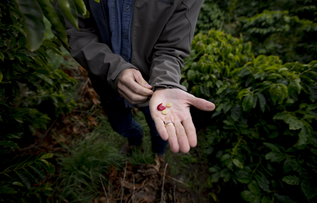 Good Land Organics owner and grower, Jay Ruskey, squeezes out a coffee bean at Good Land Organics in Goleta, Calif., on Dec. 15, 2016. University of California-Davis photo. 