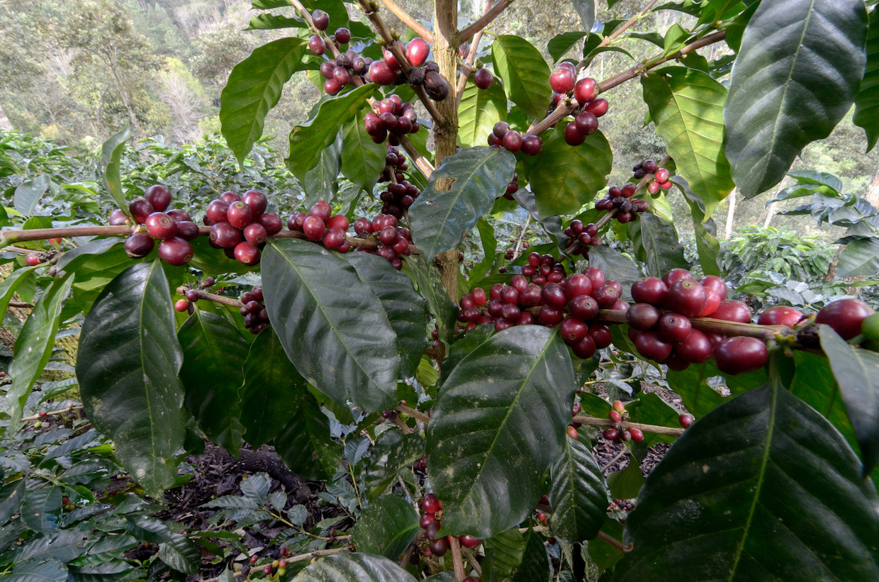 Starmaya growing at ECOM's La Cumplida farm in Nicaragua. Photo courtesy of World Coffee Research. 