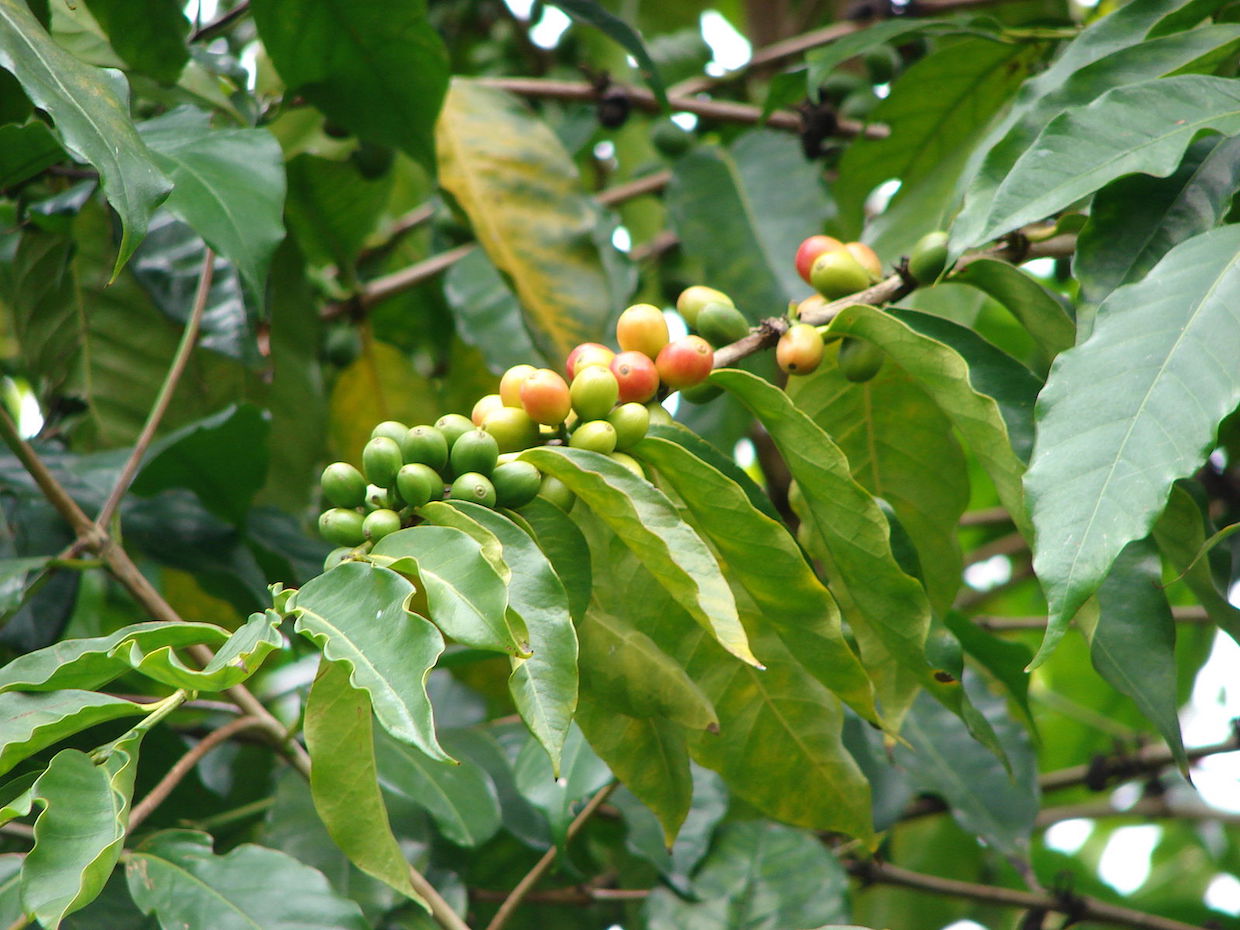 arabica coffee plant
