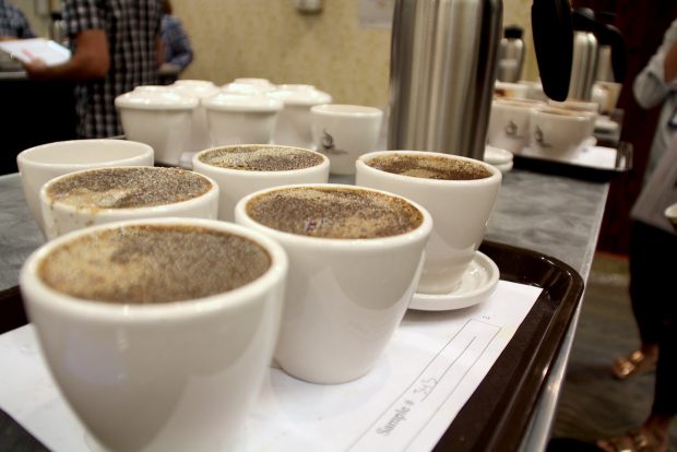 coffee cupping samples