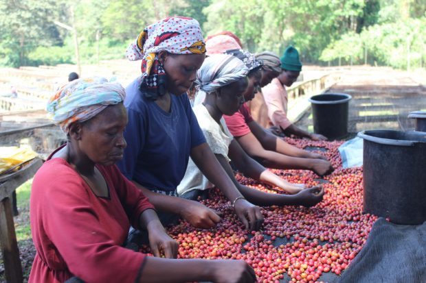 Supporting the Coffee Industry Requires Supporting WomenDaily Coffee ...