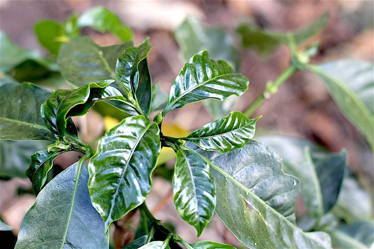 coffee seedling sustainability