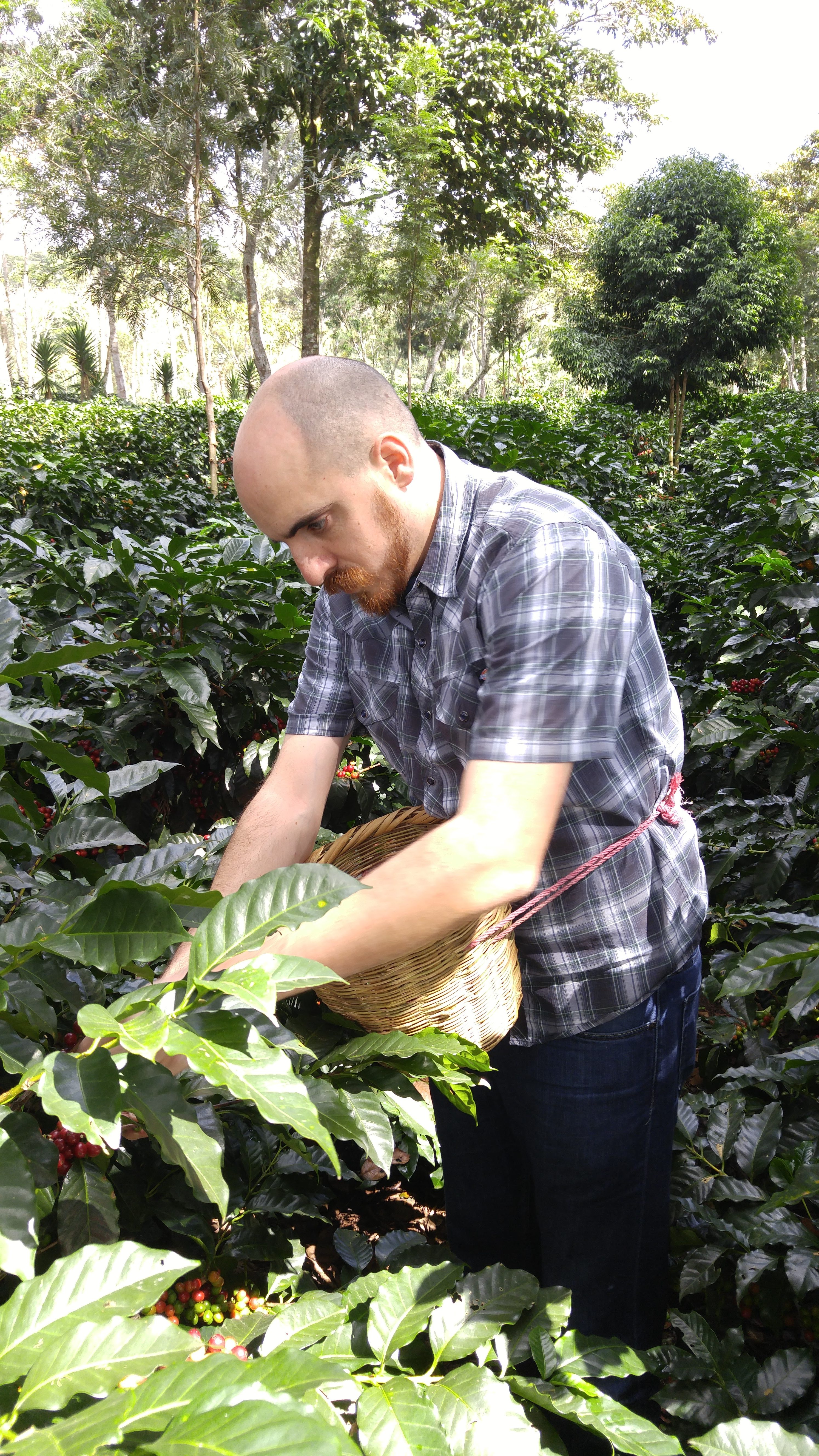 nathanael may green coffee picking