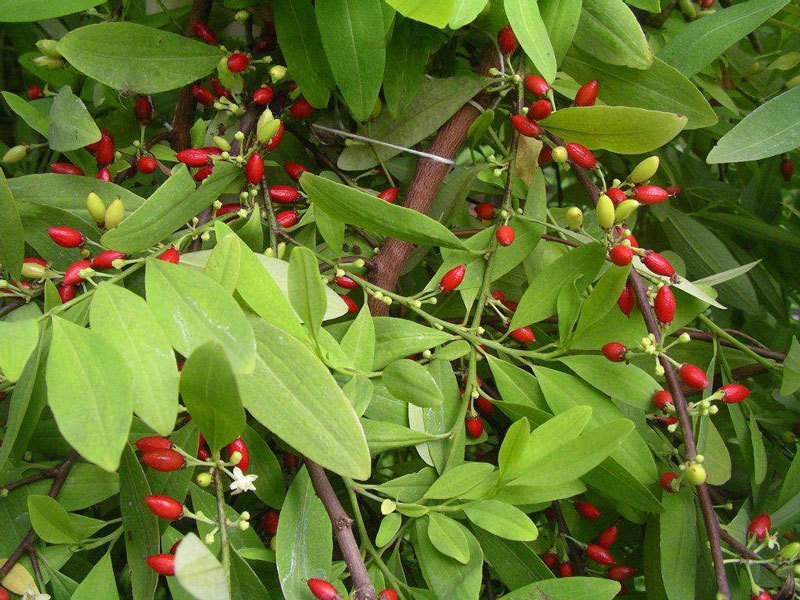 coca plant