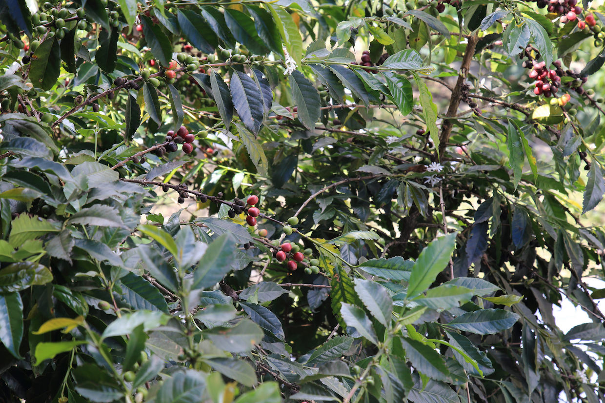 Peruvian coffee arabica organic