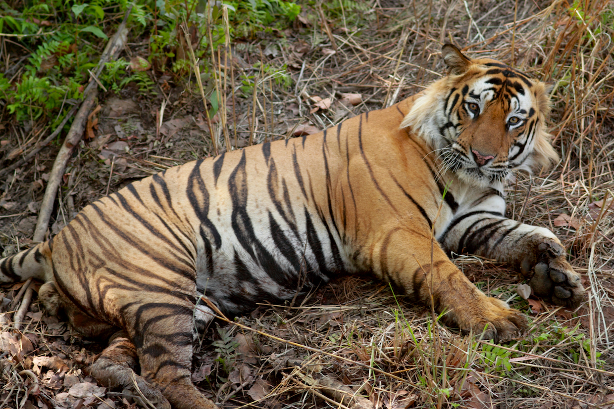 bengal tiger india