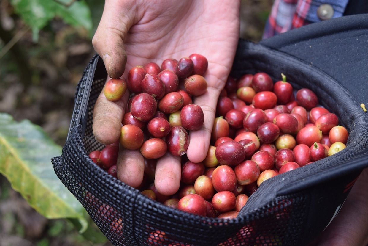 coffee cherries picked in a hat