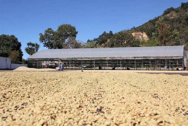 coffee on a drying patio.