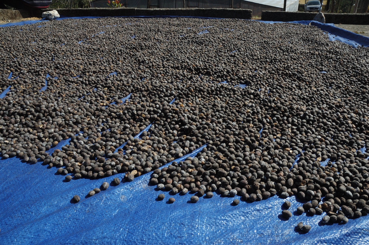 natural process coffee drying