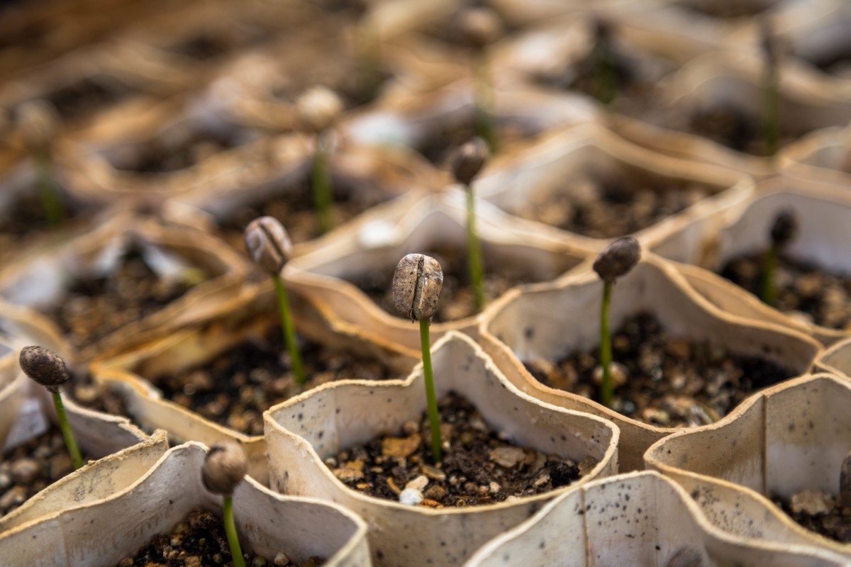 coffee seedlings