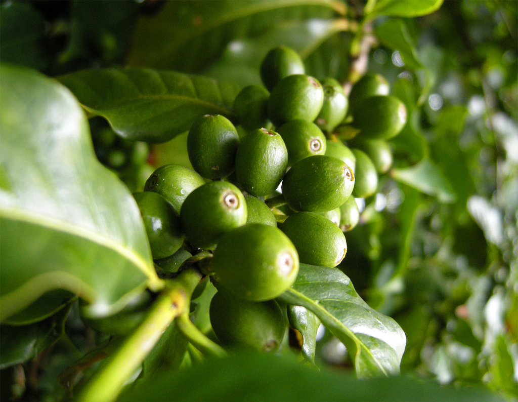Кофе это фрукт. Green Coffee Bean. Зеленый кофе в зернах. Зеленое зерно. Зеленый кофе фото.