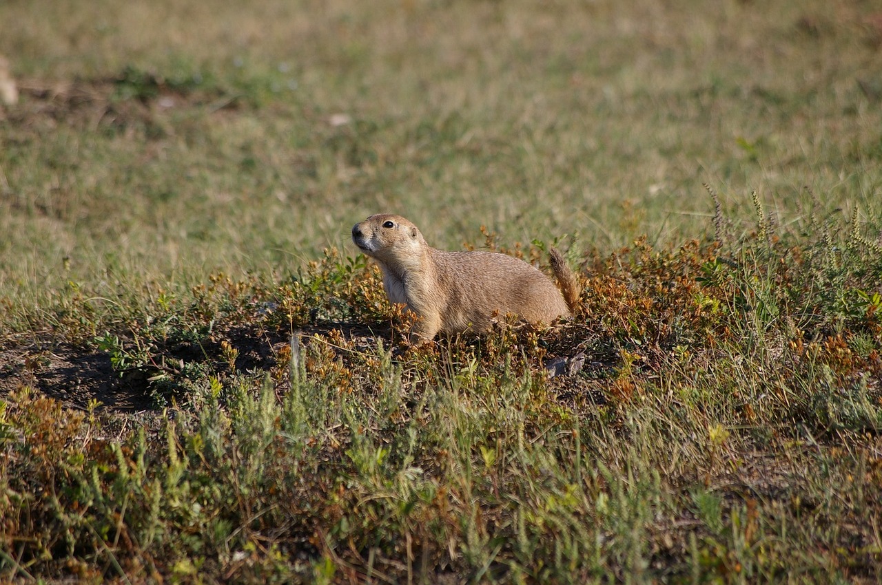 prairie-dog-2050035_1280