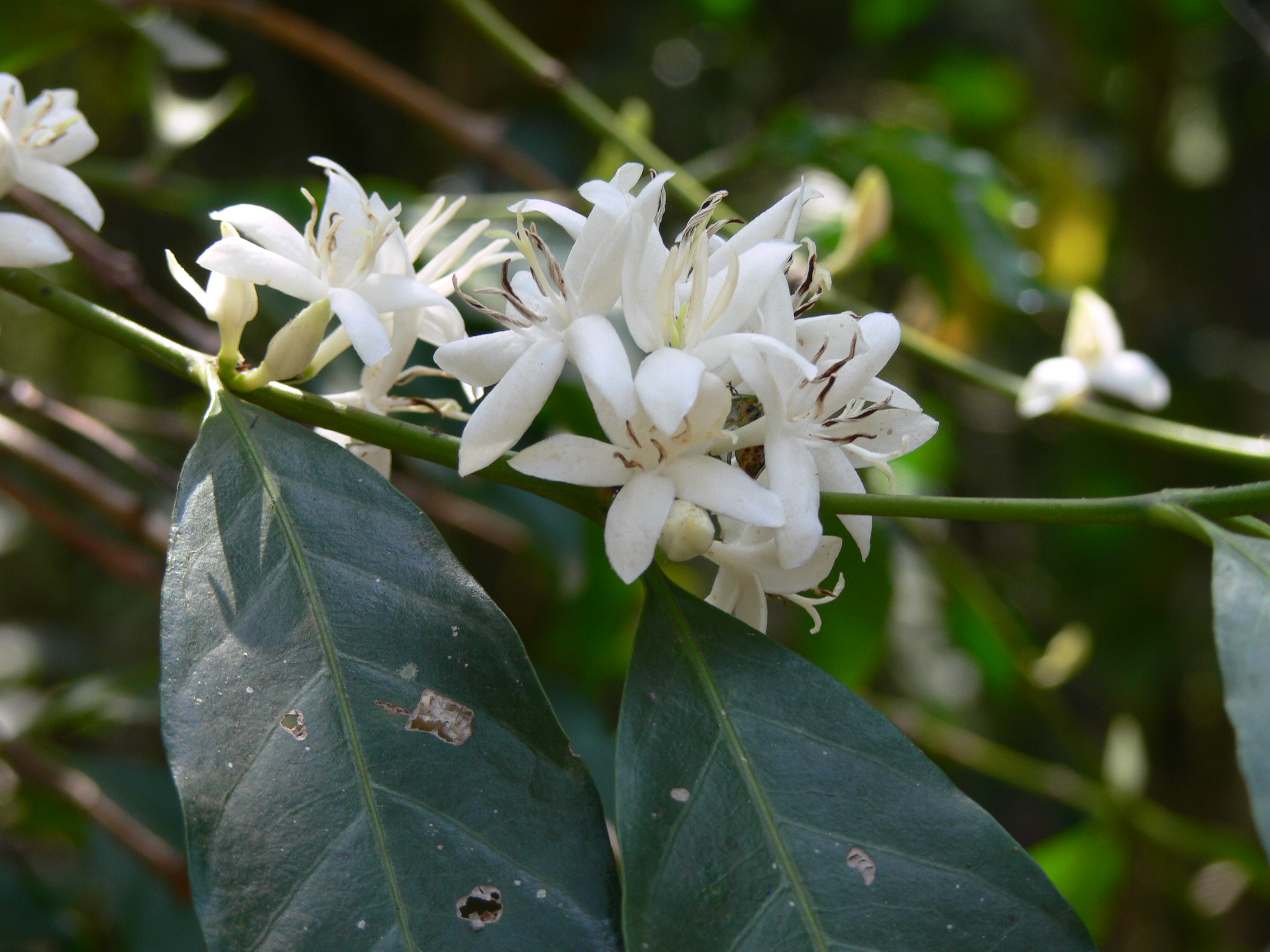 Flowers of Arabica coffee. Image_Aaron Davis, RBG Kew. (2)
