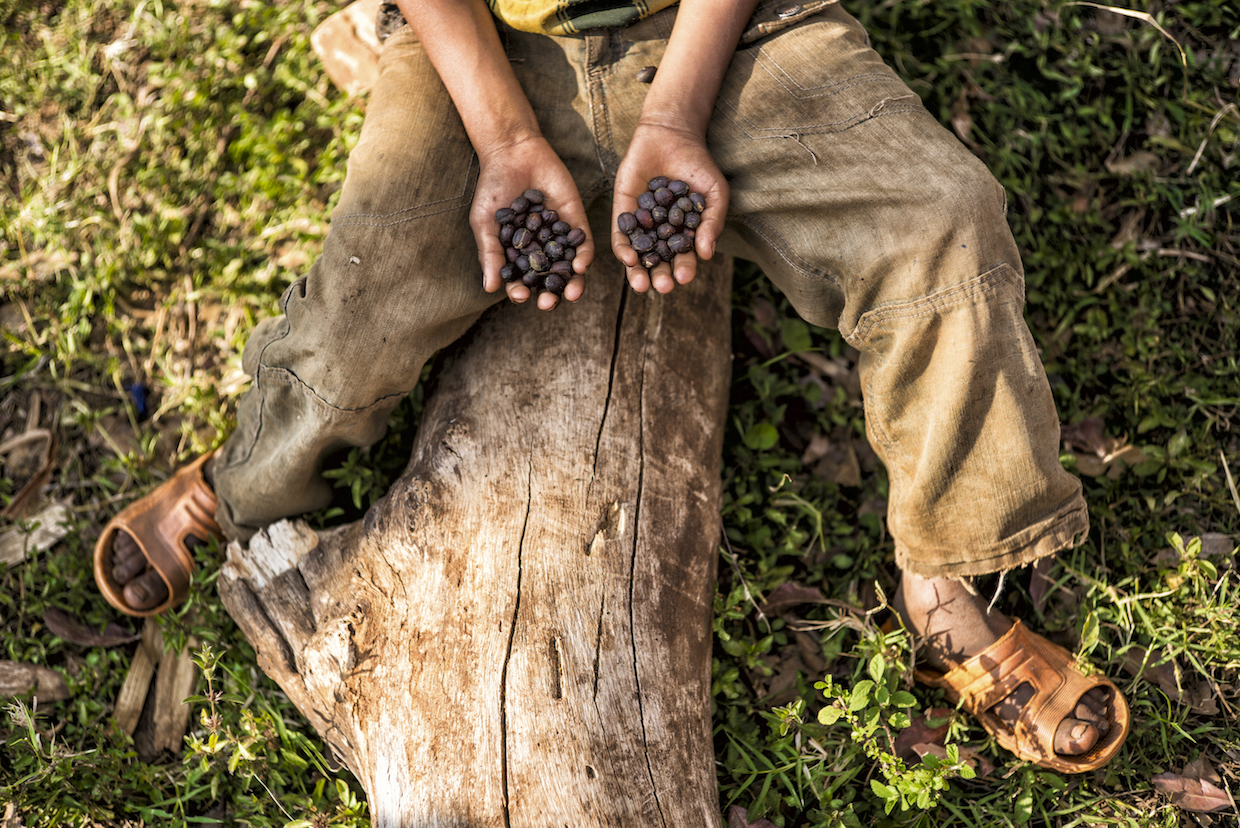 Naturally dried forest coffee, south-west Ethiopia. Image Emily Garthwaite_Union Hand-Roasted Coffee