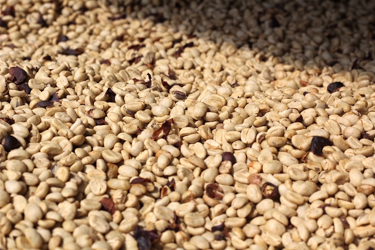 coffee drying in parchment
