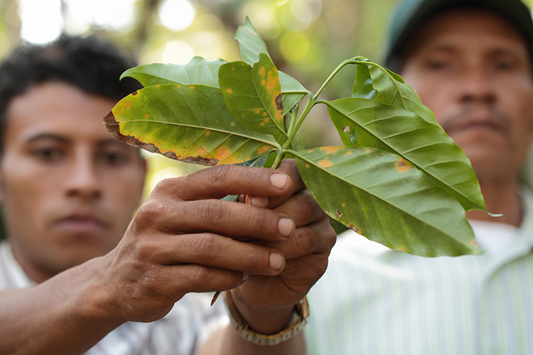 LEAF RUST PROJECT IN NICARAGUA – CATHOLIC RELIEF SERVICES – PROYECTO Puentes NICARAGUA 6740-753-0301