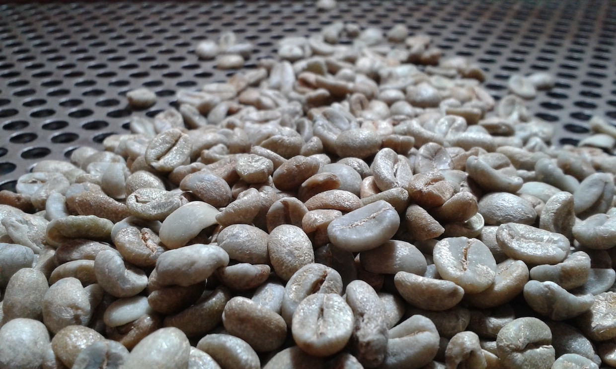 Inside Brazil's Specialty Robusta Scene - Perfect Daily Grind