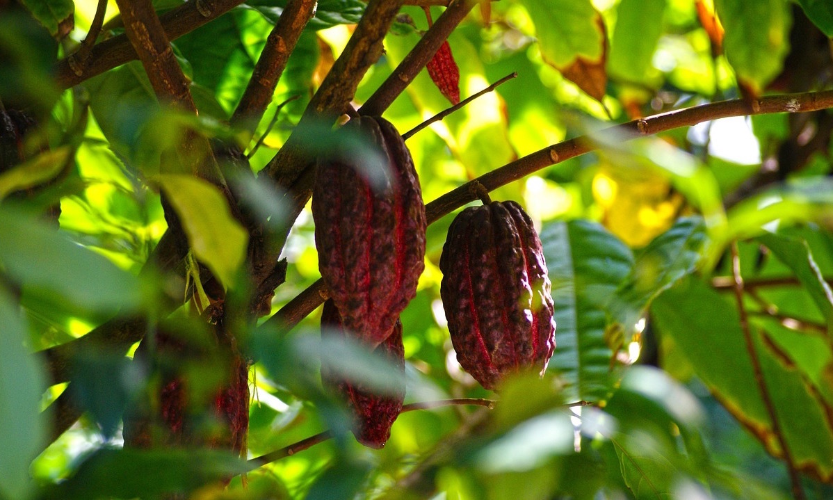 cocoa_plant
