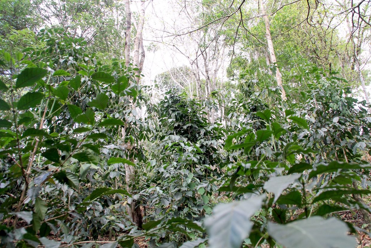 coffee_forest