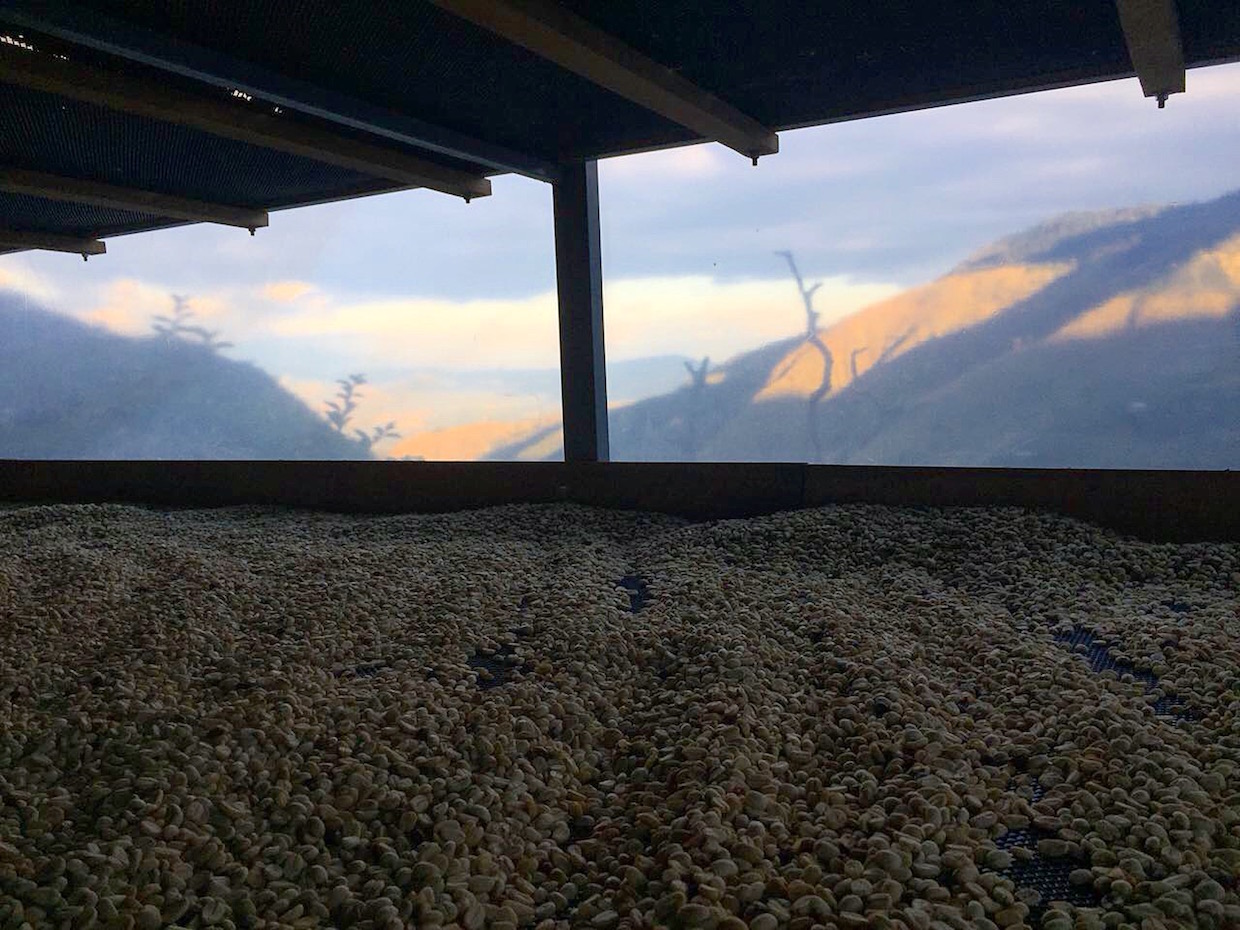 coffee drying sunset