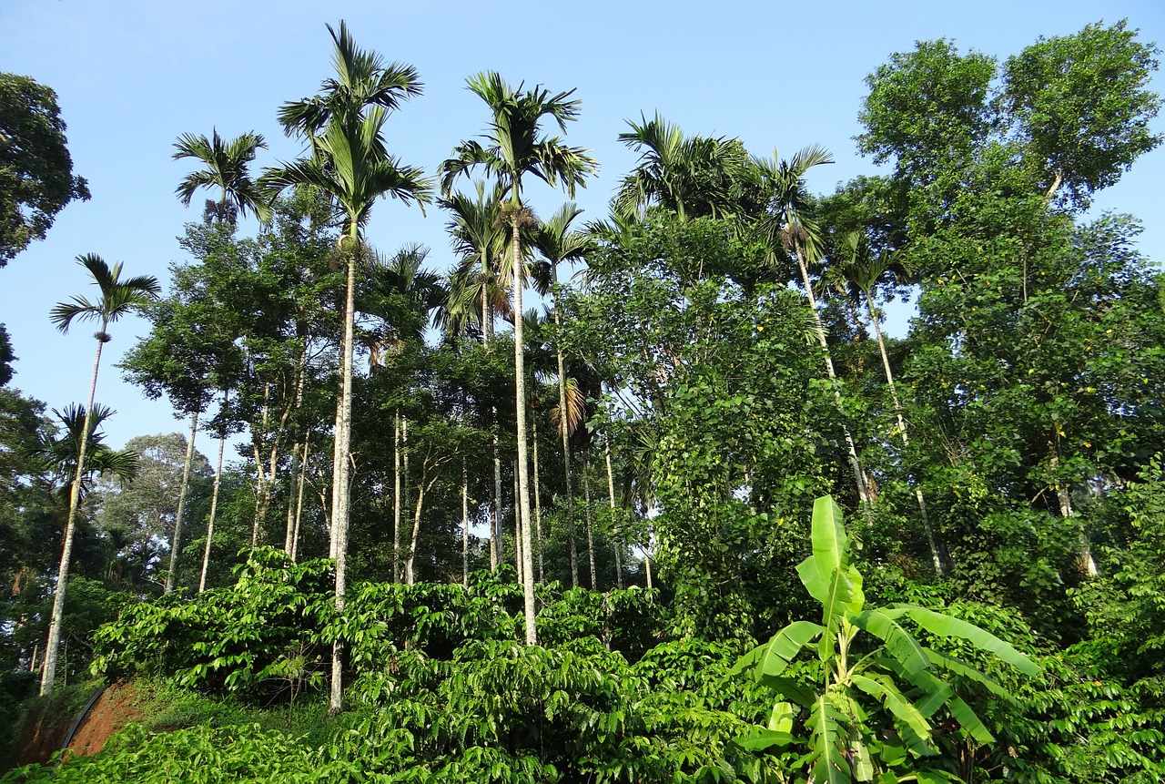 coffee-plantation-346307_1280