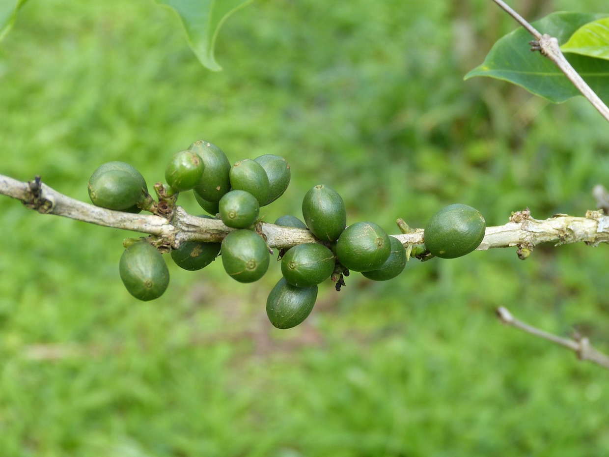 coffee_plant