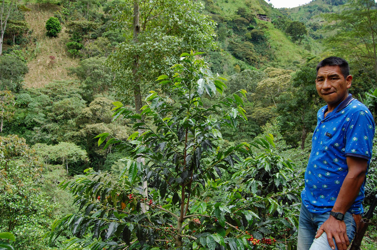 Cedro Alto coffee Colombia