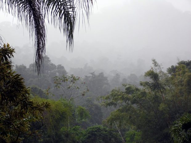 misty rainforest jungle