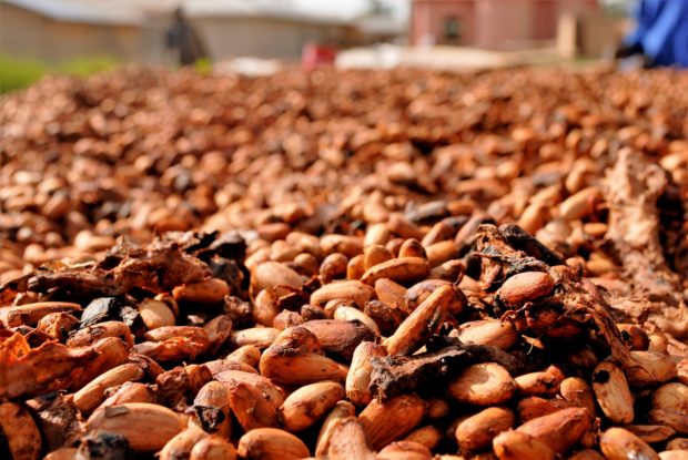 cocoa-beans-2926207_1280