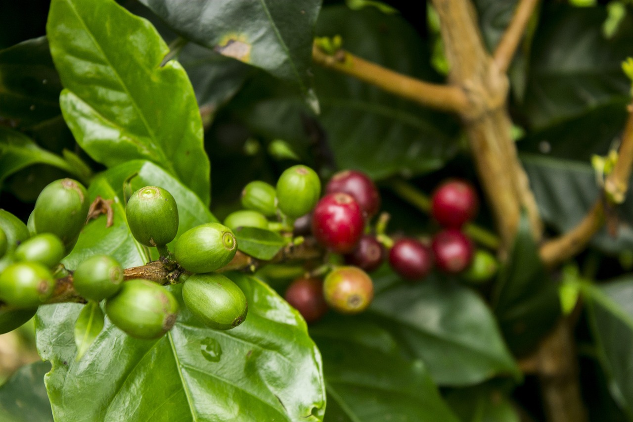coffee water agriculture