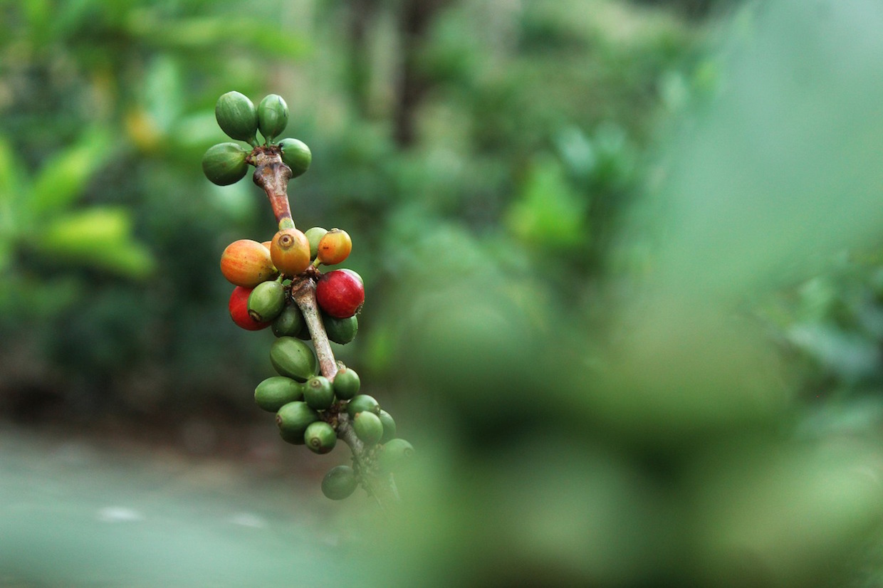 coffee_cherries_tree