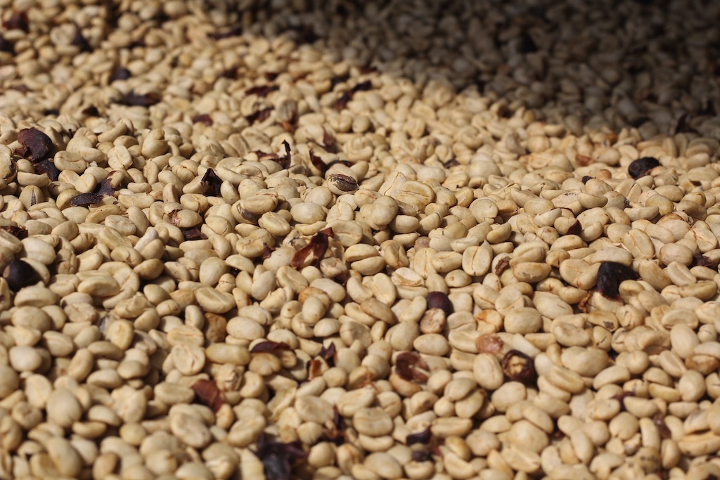 coffee_drying