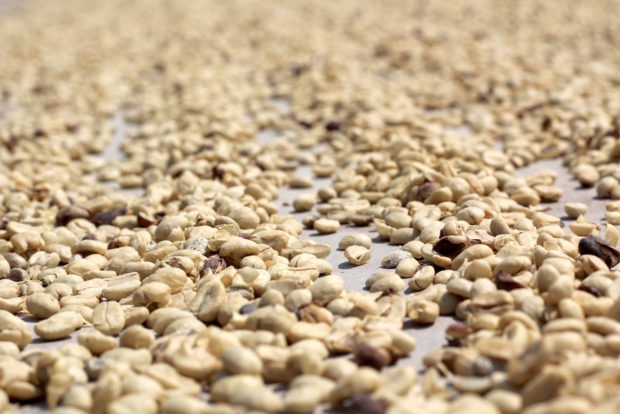 coffee_drying