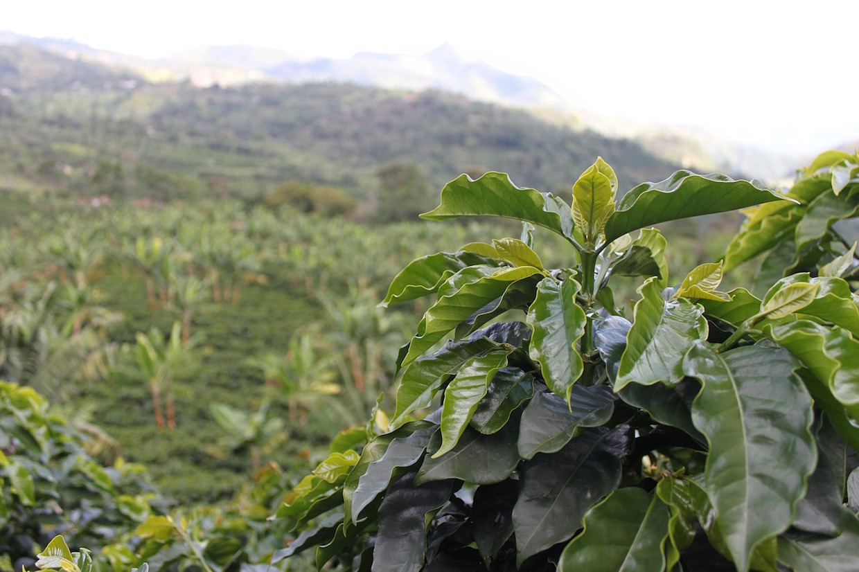 coffee farm plant