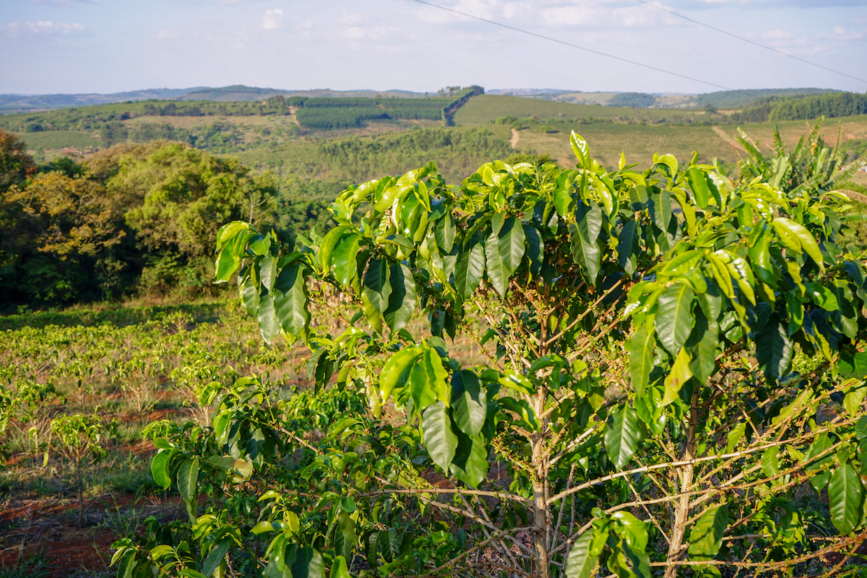 lavras Brazil coffee farm