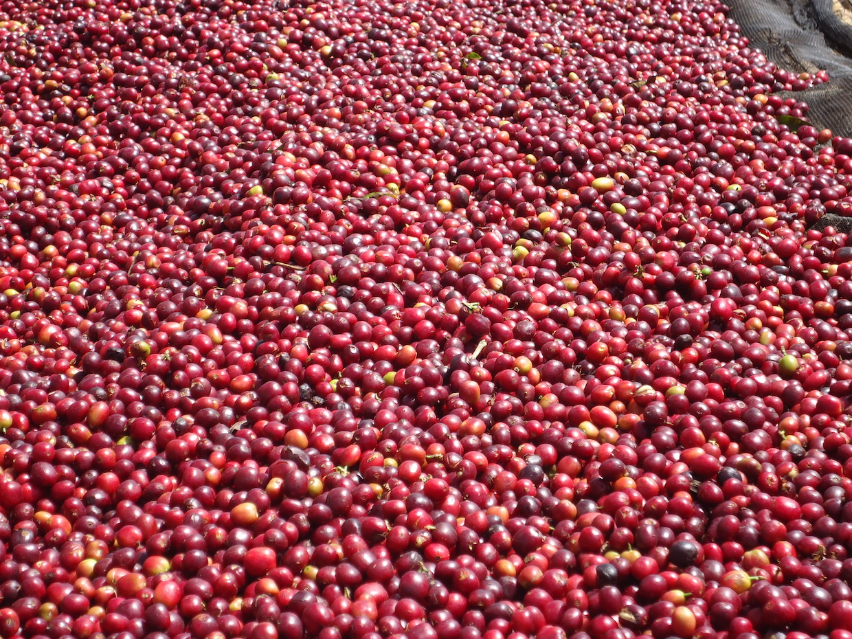 Specialty_coffee_originated_from_ethiopia