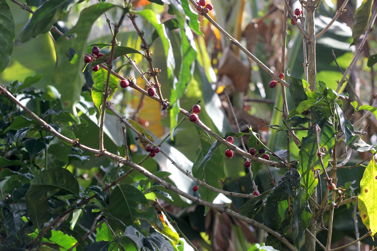 green coffee plant with red coffee cherries