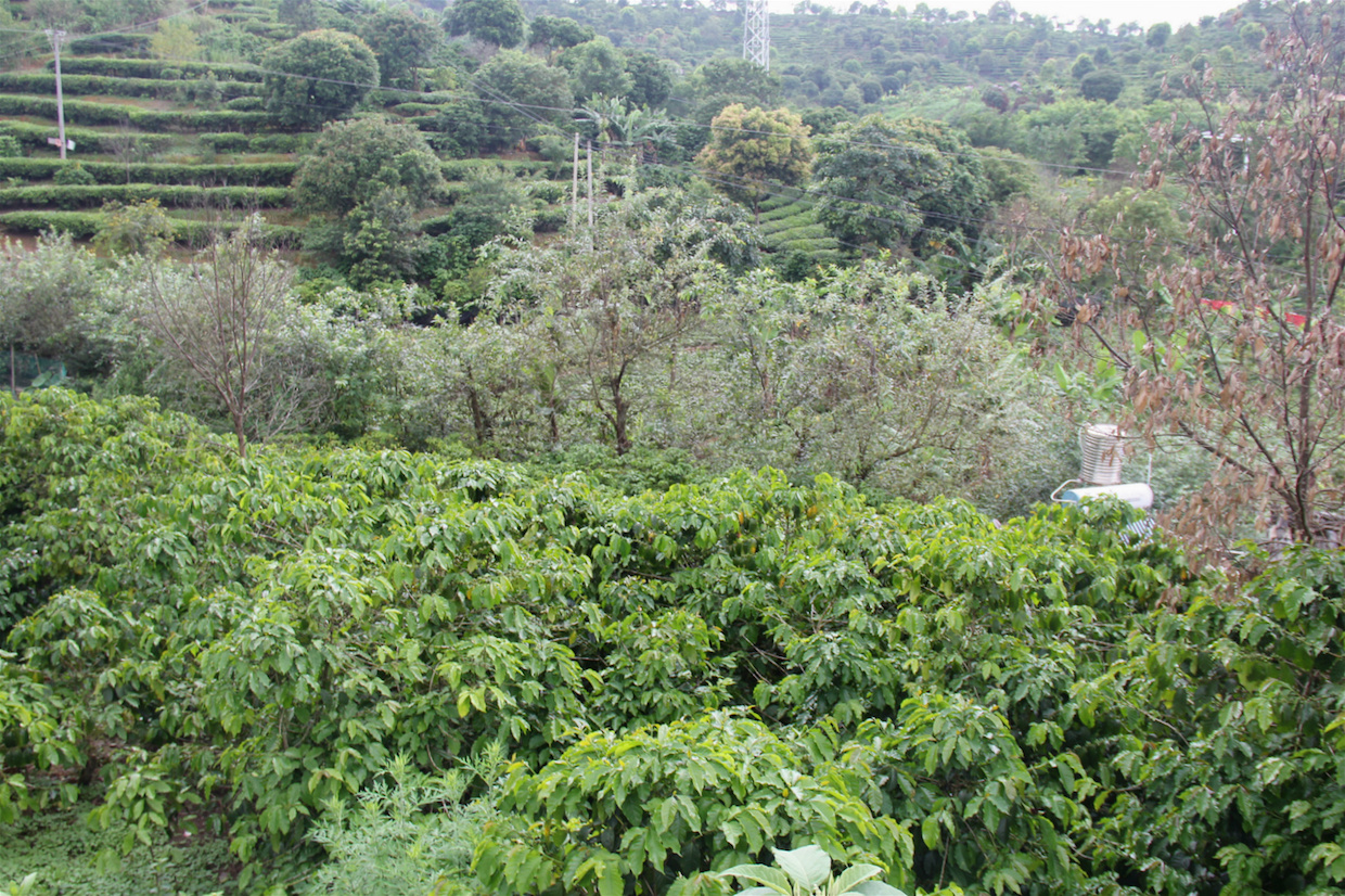 Sun-grown coffee plants in the mountains of Pu’er