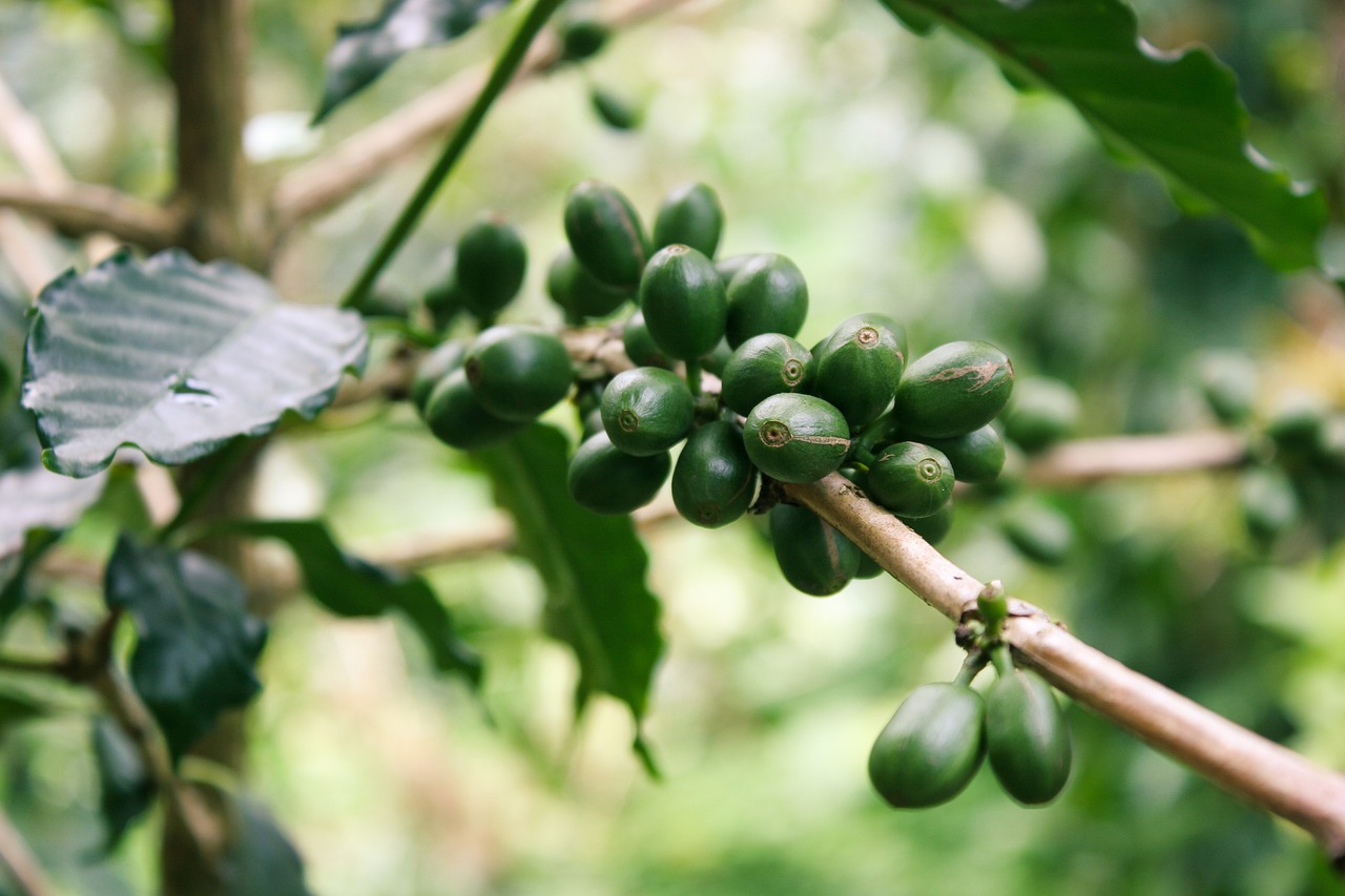 coffee farm and emigration