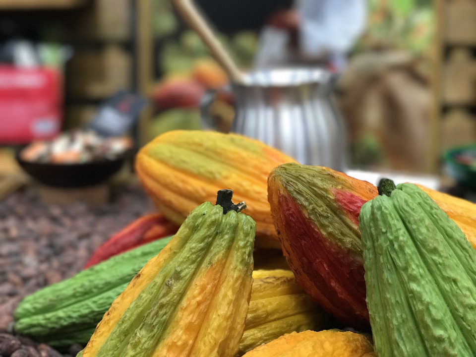 cocoa pods for fine cocoa