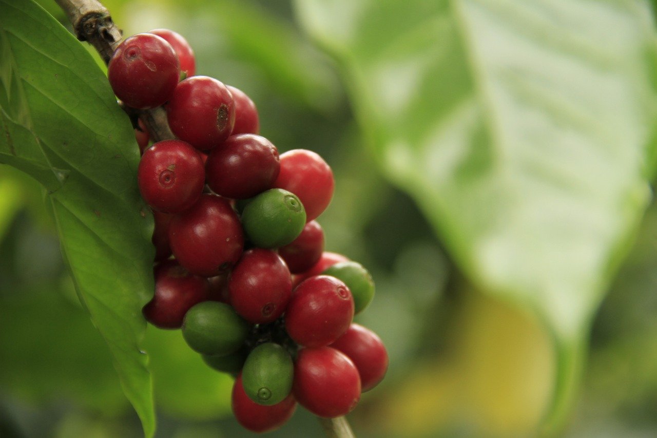ripe coffee cherries on the vine
